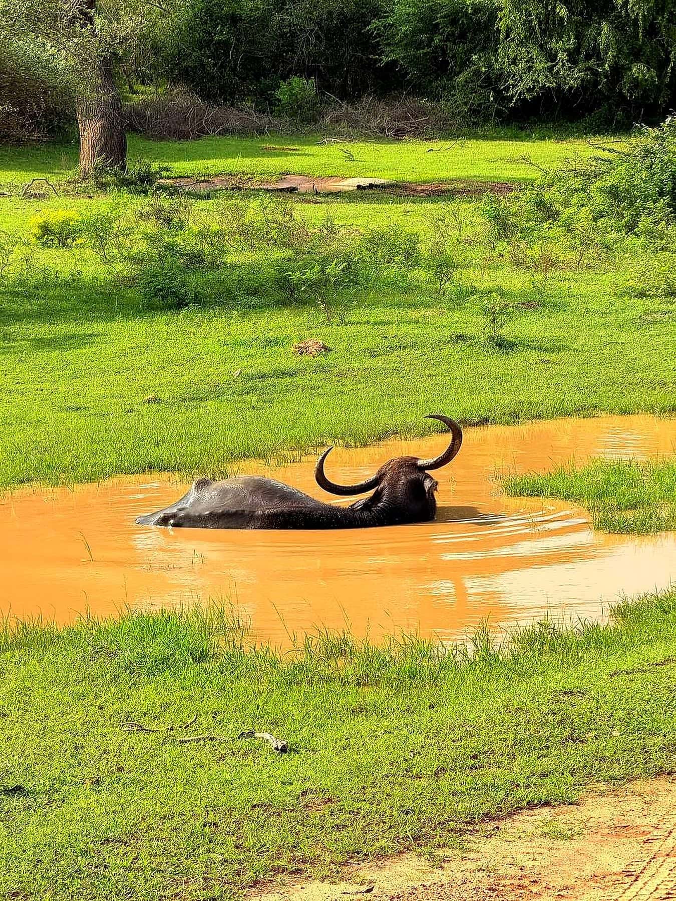 Буйвол в воде